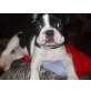 Französische Bulldogge Welpen - Rüde