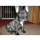 Französische Bulldogge Welpen - Rüde