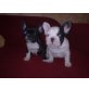 Französische Bulldogge Welpen - Rüde