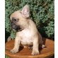 Französische Bulldogge Welpen - Rüde