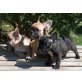 Französische Bulldogge Welpen - Rüde