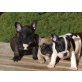 Französische Bulldogge Welpen - Rüde