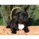 Französische Bulldogge Welpen - Rüde