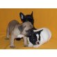 Französische Bulldogge Welpen - Rüde