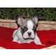 Französische Bulldogge Welpen - Rüde
