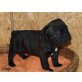Französische Bulldogge Welpen - Rüde