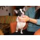 Französische Bulldogge Welpen - Rüde