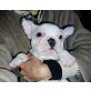 Französische Bulldogge Welpen - Rüde