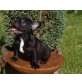 Französische Bulldogge Welpen - Rüde