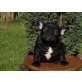Französische Bulldogge Welpen - Rüde