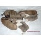 Französische Bulldogge Welpen - Rüde