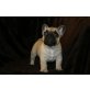 Französische Bulldogge Welpen - Rüde
