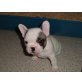 Französische Bulldogge Welpen - Rüde