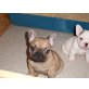Französische Bulldogge Welpen - Rüde