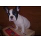 Französische Bulldogge Welpen - Rüde