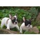 Französische Bulldogge Welpen - Rüde