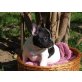Französische Bulldogge Welpen - Rüde