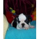 Französische Bulldogge Welpen - Rüde