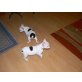 Französische Bulldogge Welpen - Rüde