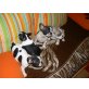 Französische Bulldogge Welpen - Rüde