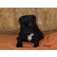 Französische Bulldogge Welpen - Rüde