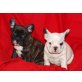 Französische Bulldogge Welpen - Rüde