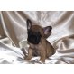 Französische Bulldogge Welpen - Rüde