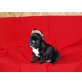 Französische Bulldogge Welpen - Rüde