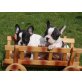 Französische Bulldogge Welpen - Rüde