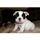 Französische Bulldogge Welpen - Rüde