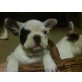 Französische Bulldogge Welpen - Rüde