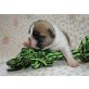 Französische Bulldogge Welpen - Rüde