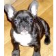 Französische Bulldogge Welpen - Rüde