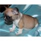 Französische Bulldogge Welpen - Rüde