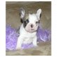 Französische Bulldogge Welpen - Rüde