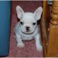 Französische Bulldogge Welpen - Rüde