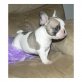 Französische Bulldogge Welpen - Rüde