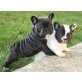 Französische Bulldogge Welpen - Rüde