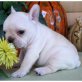 Französische Bulldogge Welpen - Rüde