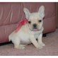 Französische Bulldogge Welpen - Rüde