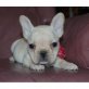 Französische Bulldogge Welpen - Rüde