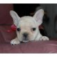 Französische Bulldogge Welpen - Rüde
