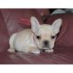 Französische Bulldogge Welpen - Rüde