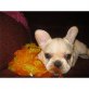 Französische Bulldogge Welpen - Rüde