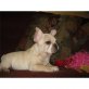 Französische Bulldogge Welpen - Rüde