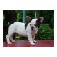 Französische Bulldogge Welpen - Rüde