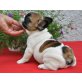Französische Bulldogge Welpen - Rüde