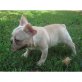 Französische Bulldogge Welpen - Rüde
