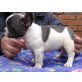 Französische Bulldogge Welpen - Rüde