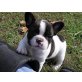 Französische Bulldogge Welpen - Rüde